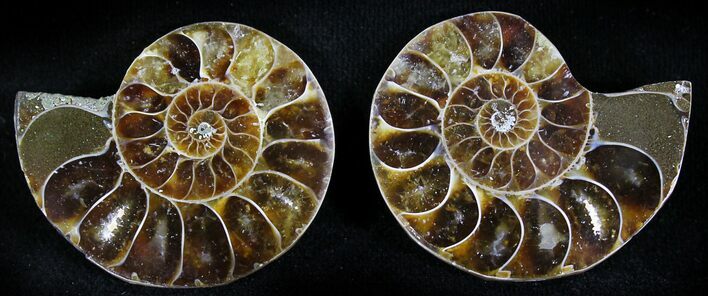 Small Desmoceras Ammonite Pair - #23836